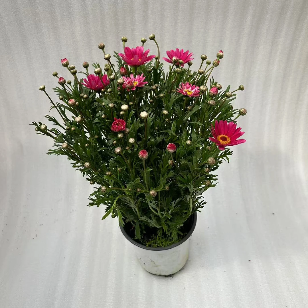 粉色玛格丽特观赏盆栽绿植室内室外植物