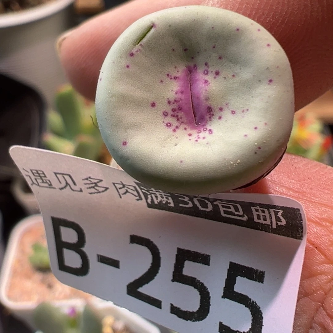 多肉植物1111111111111