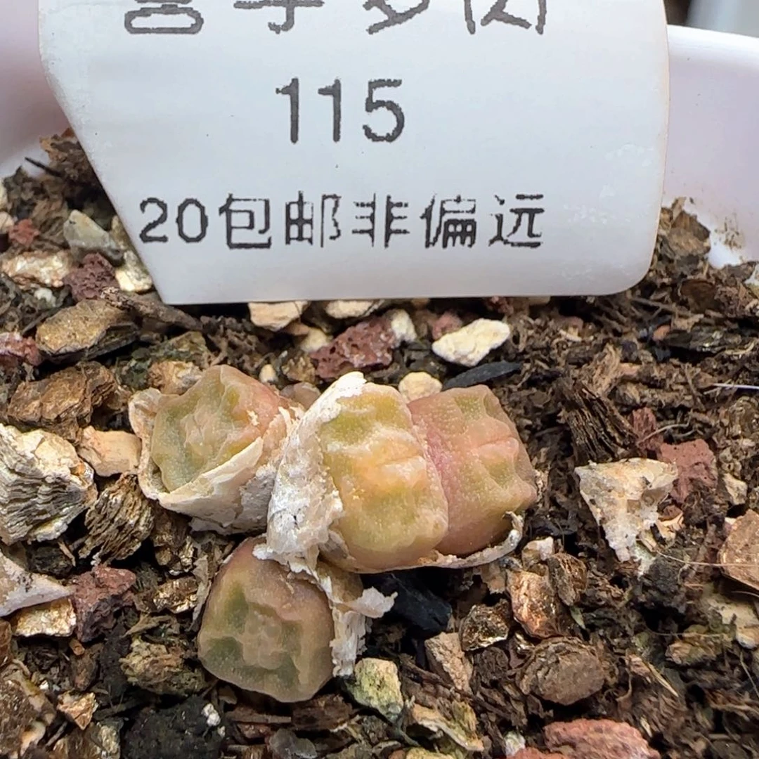 方烧1410.657。      带盆土。