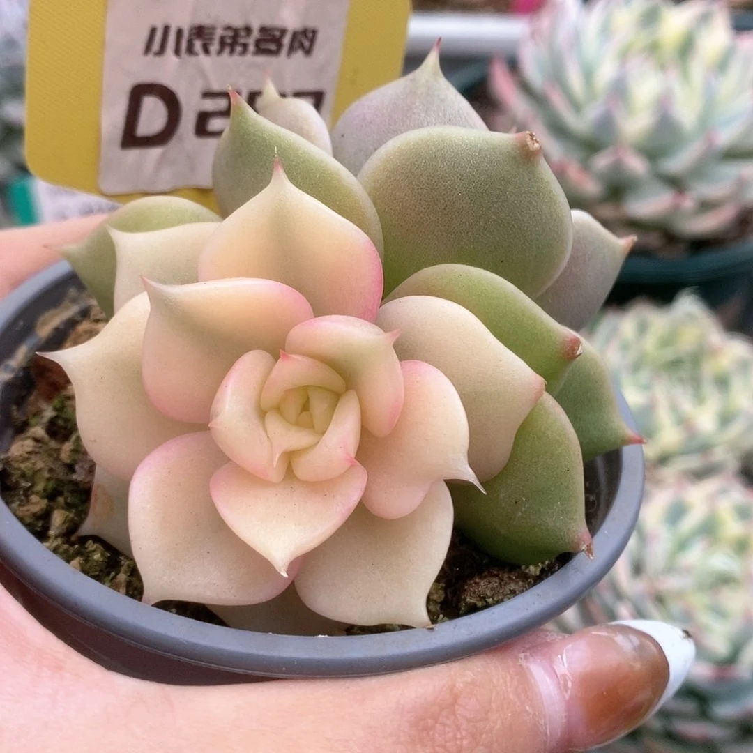 289贝加尔湖锦锦锦锦锦