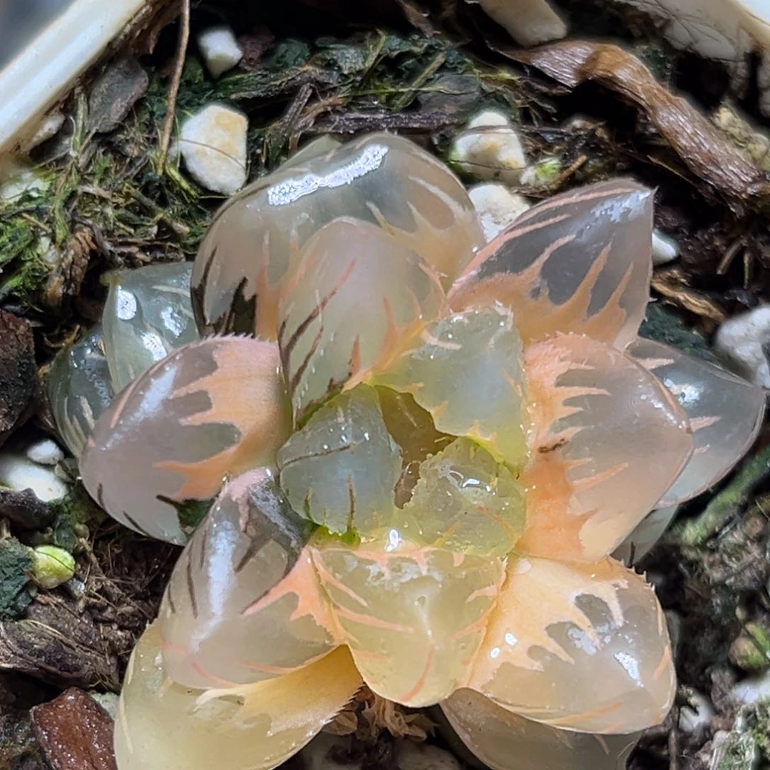 恭喜发财大吉大利0259