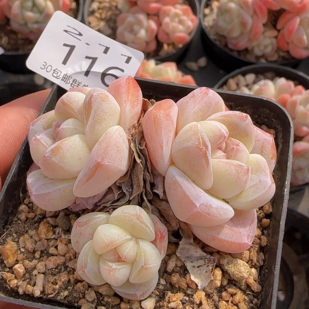 三头冰玉老桩一颗脱土发货