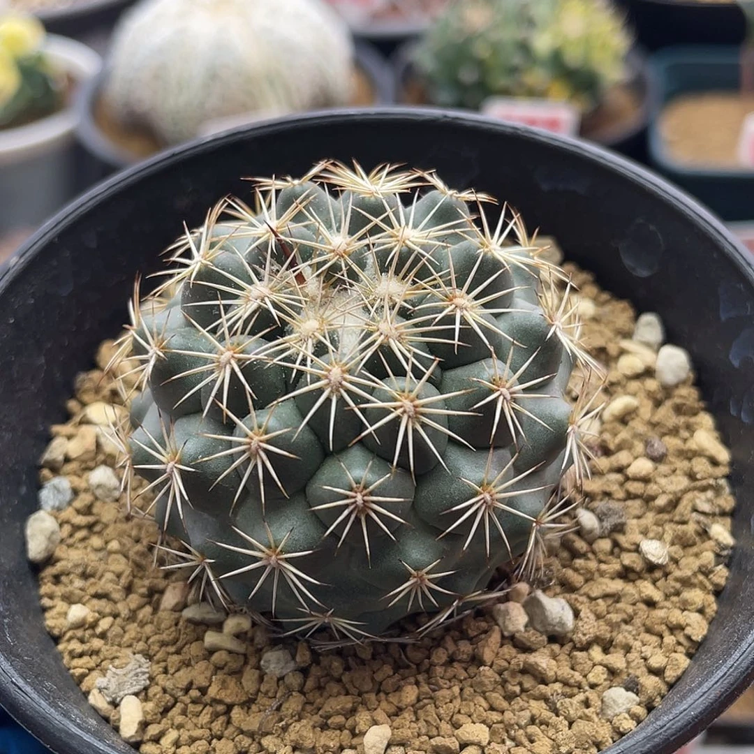 实生顶花皇后孤刺凤舞