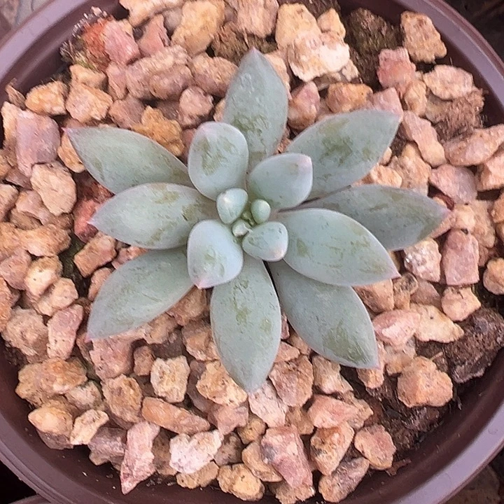 人鱼公主美人特价多肉