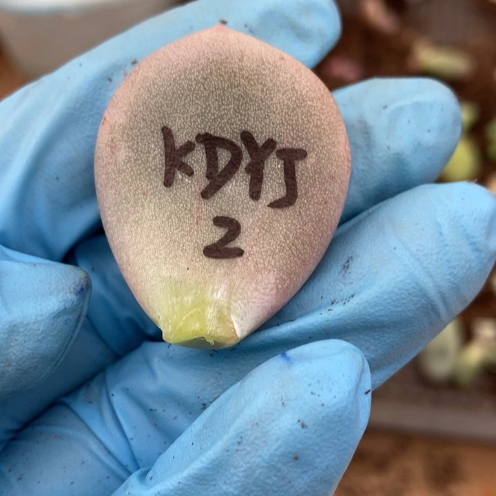 大叶奶酪锦多肉植物