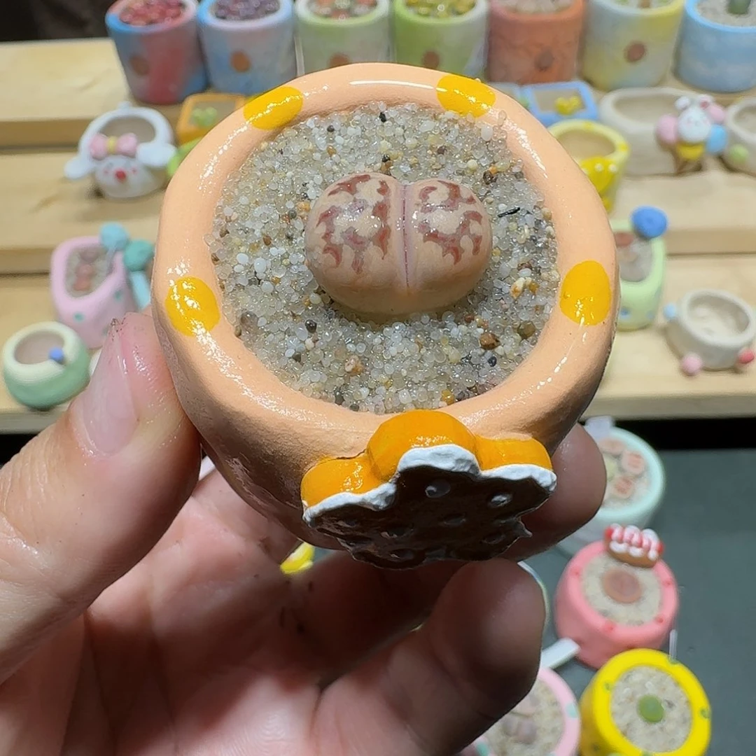 红陶蘑菇381丽虹