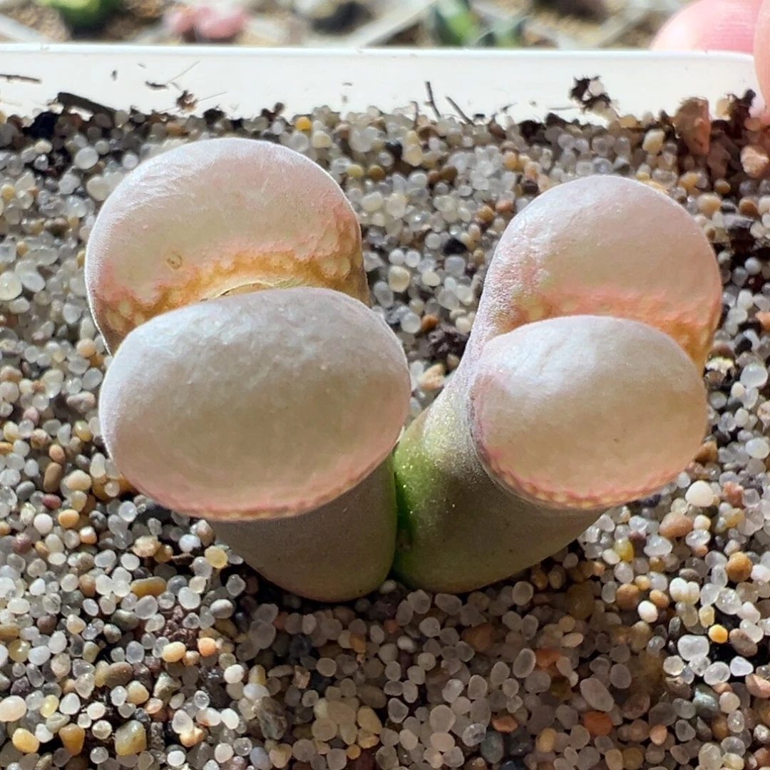 粉窗厚窗 好看。09