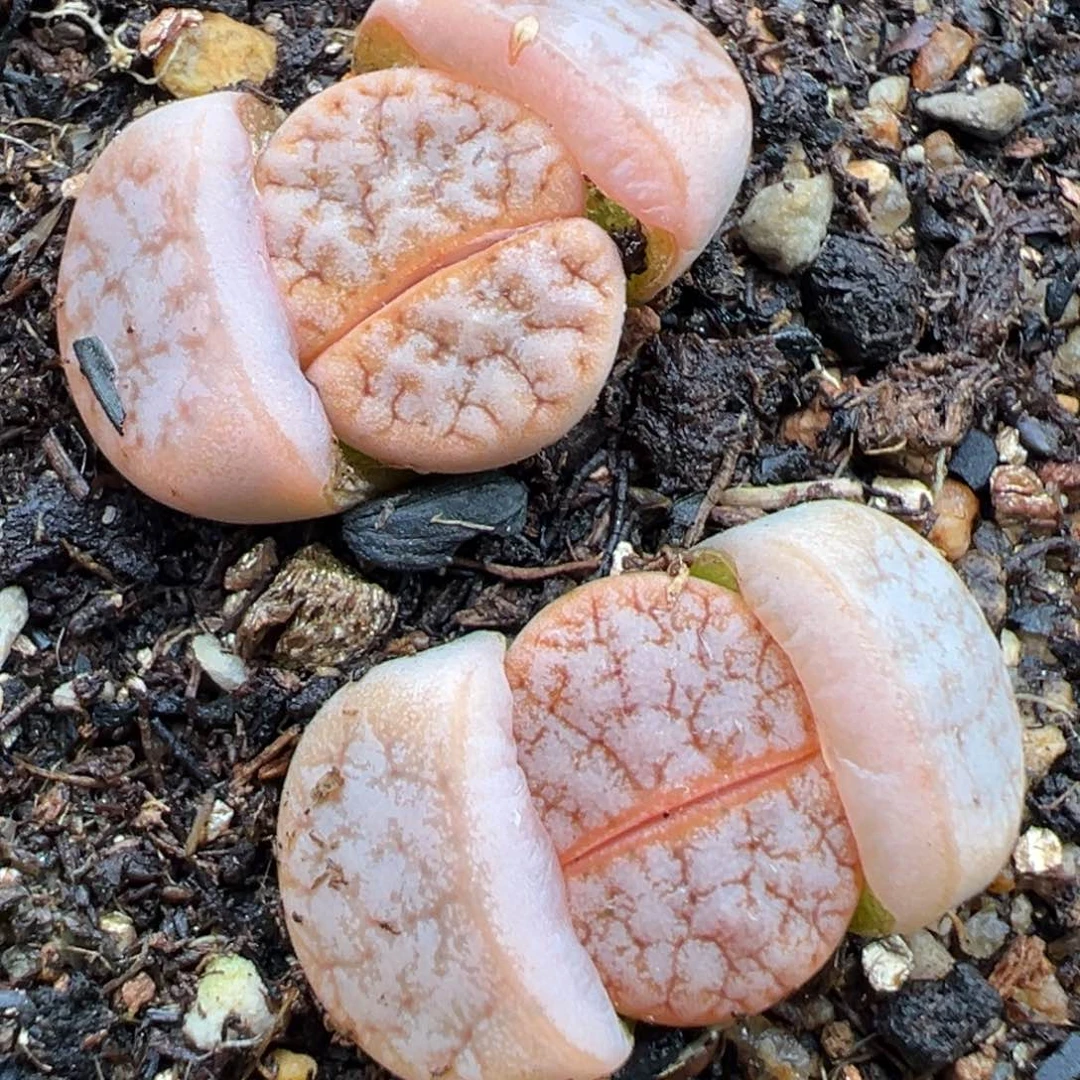 2.24好看的多肉脱土发货887