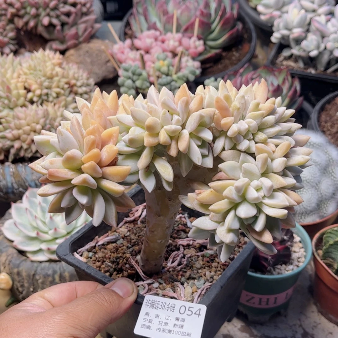 054淡雪缀德华多肉