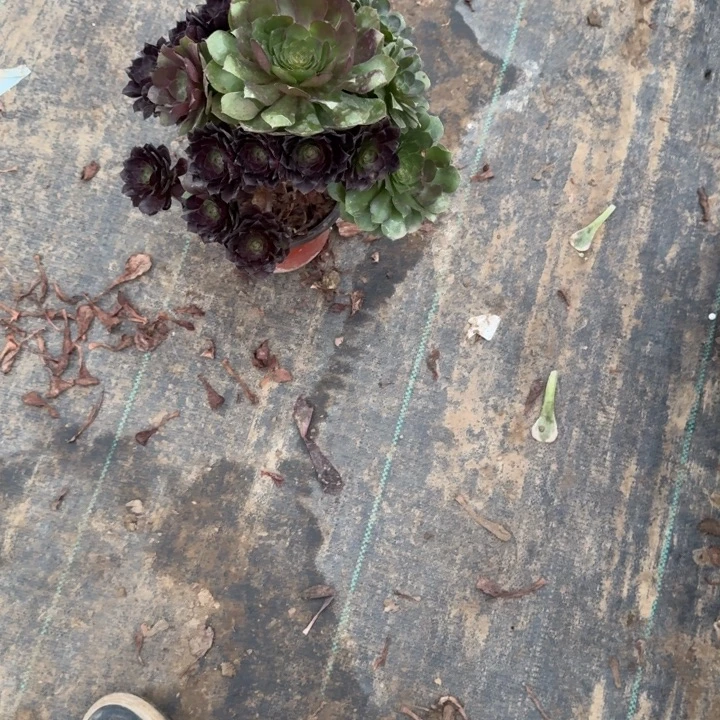 一单包邮不包侧枝19