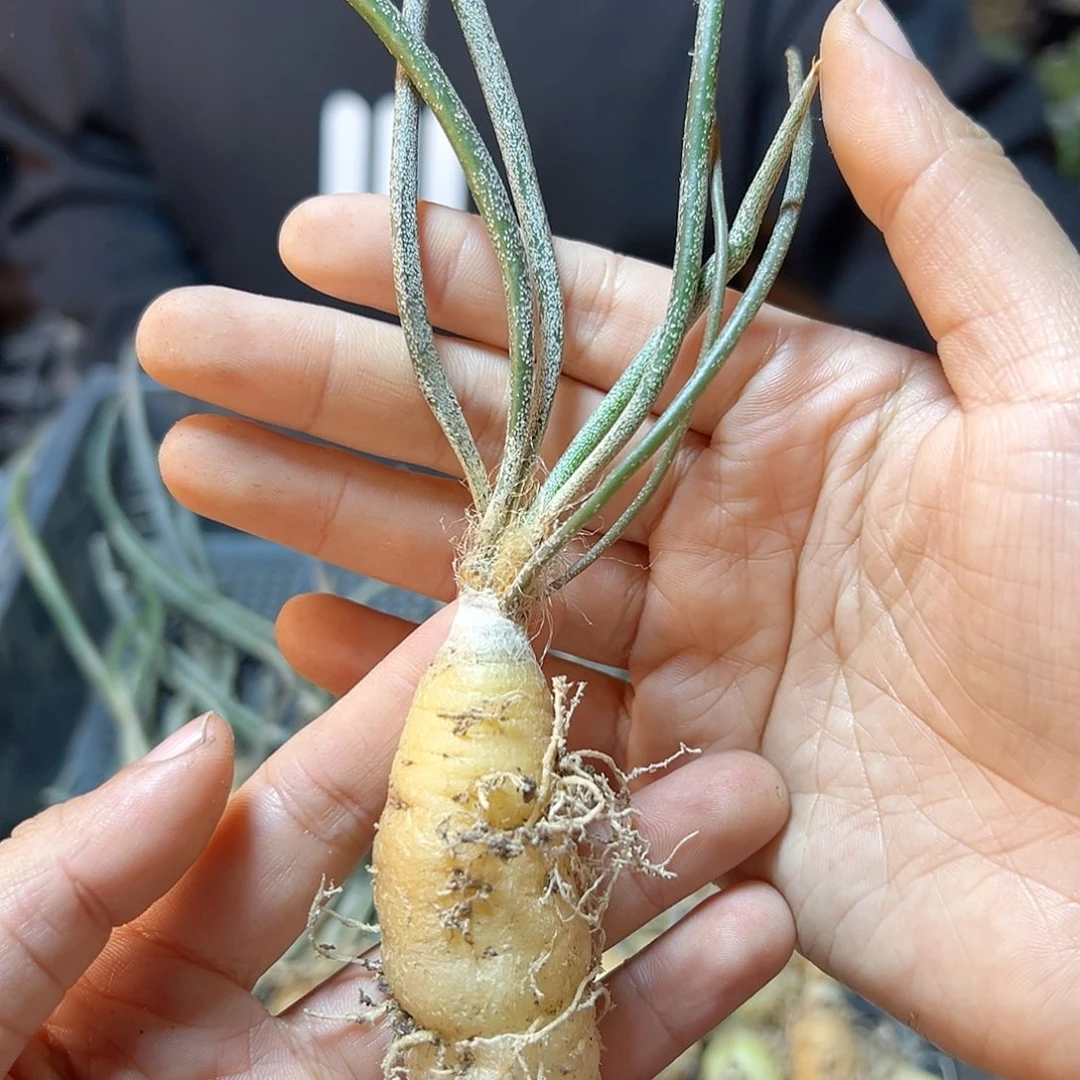 实生美杜莎2公分肚子