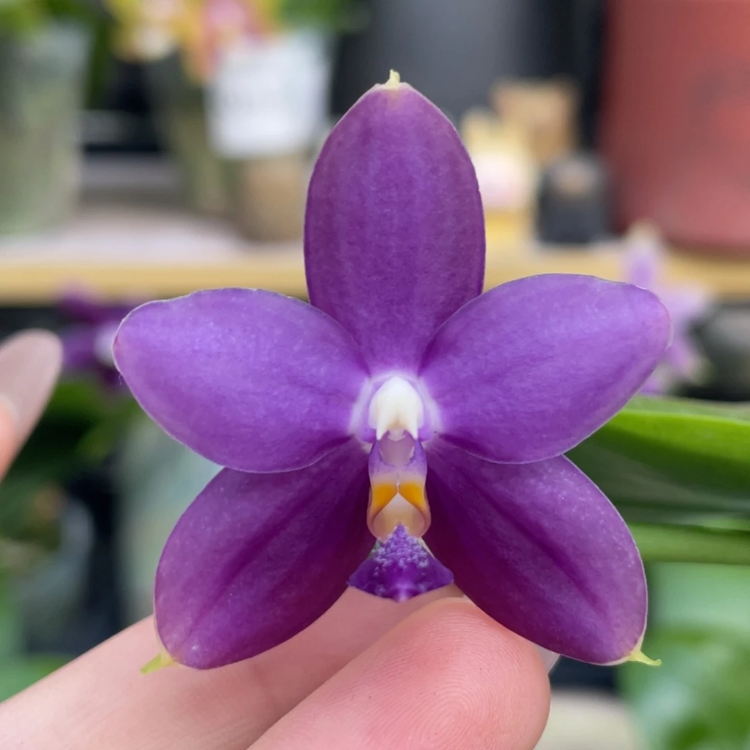 大部分花苞少量开放