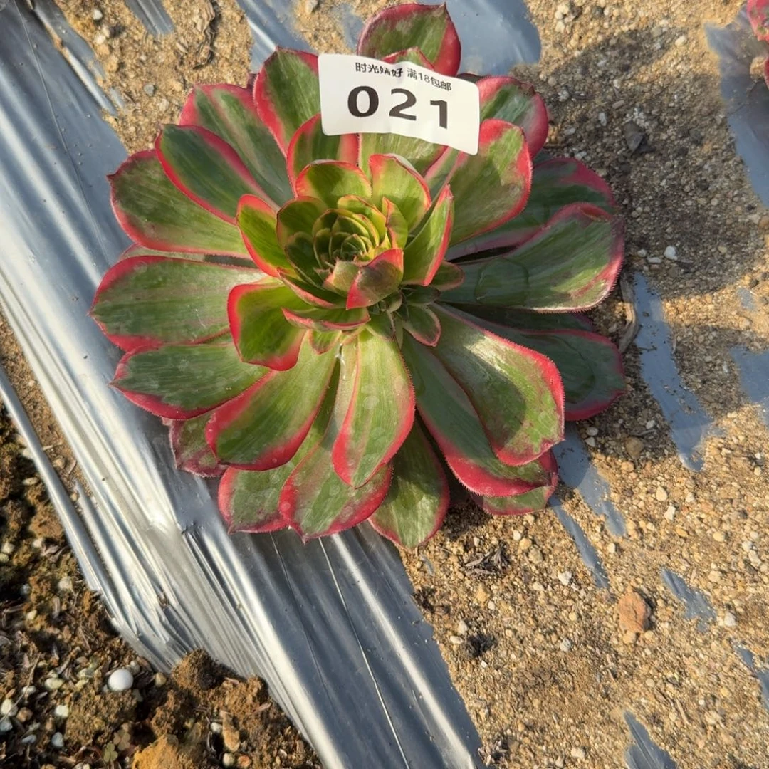 你***宝021拉菲皇后到秋天。多肉植物