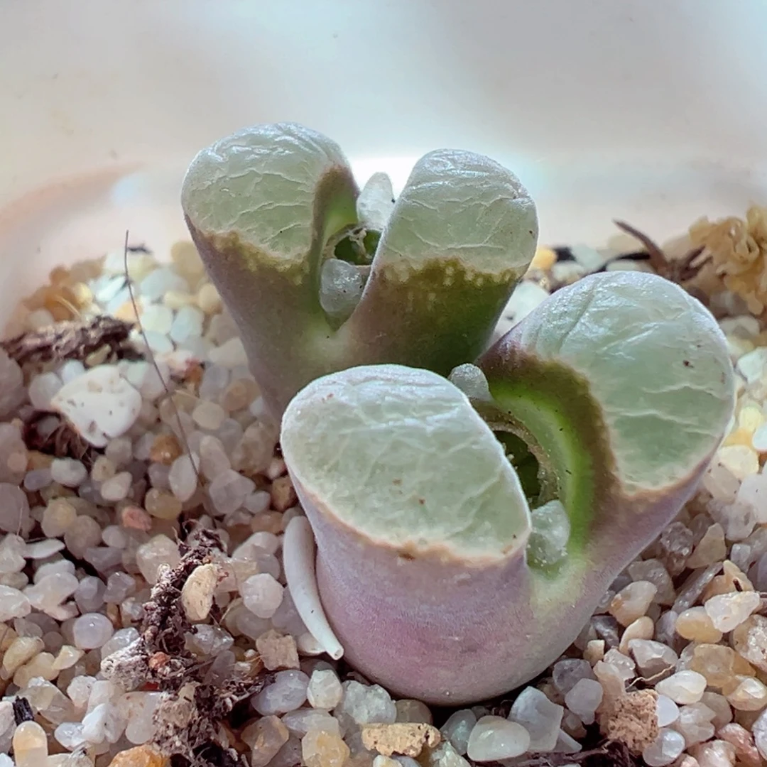 1214-187多肉多日83风铃