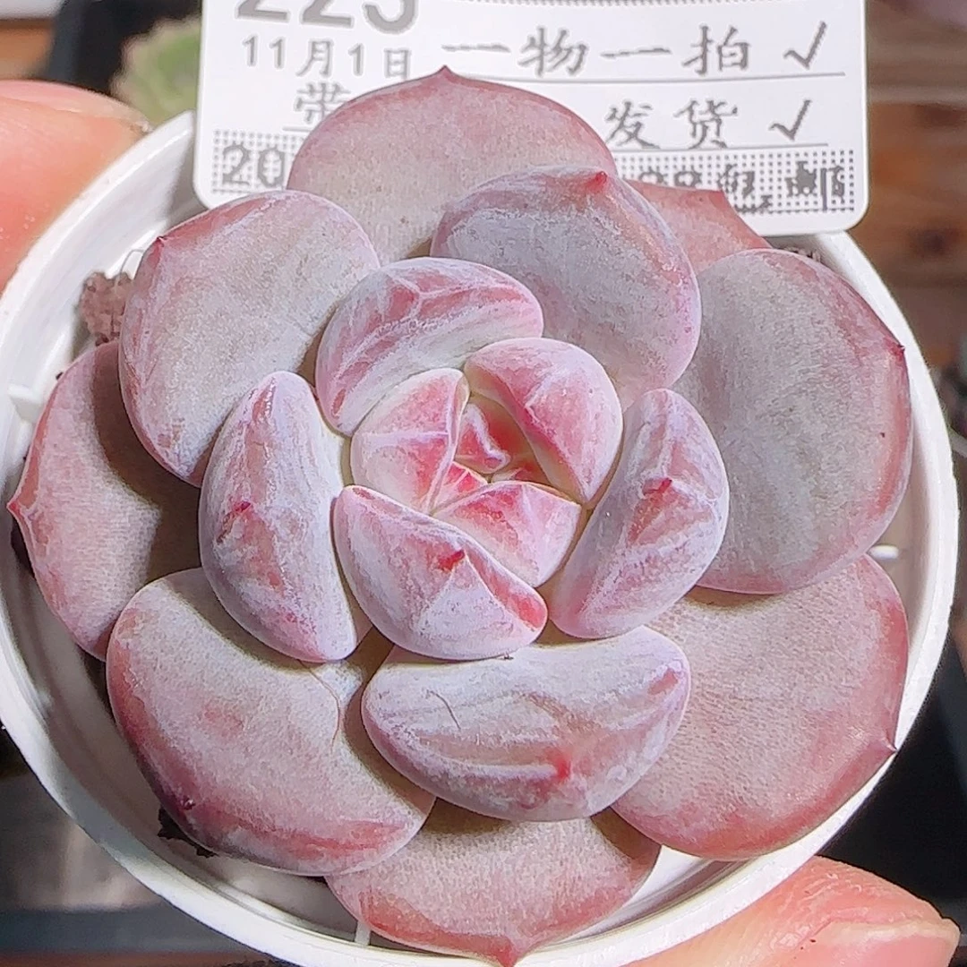 多肉1101--223石榴籽星影