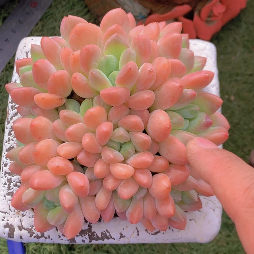 【闪购商品】彩虹芙丽朵