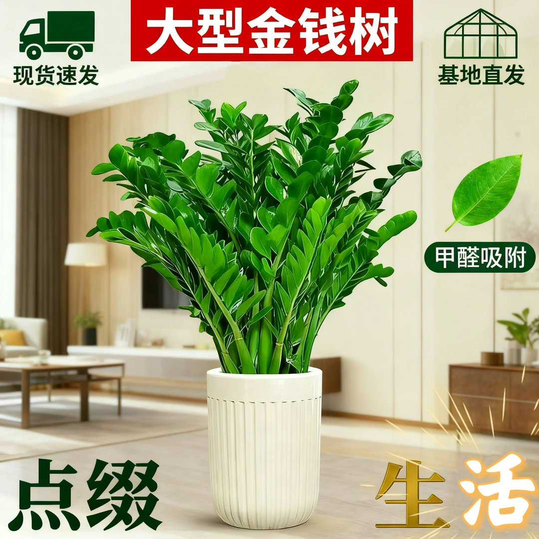 大型金钱树客厅必备室内阳台办公室等圆叶大型室内绿植盆栽吸甲醛
