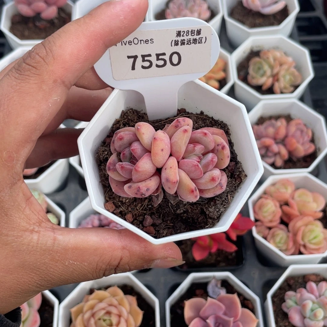 7550林依晨4.0厘米