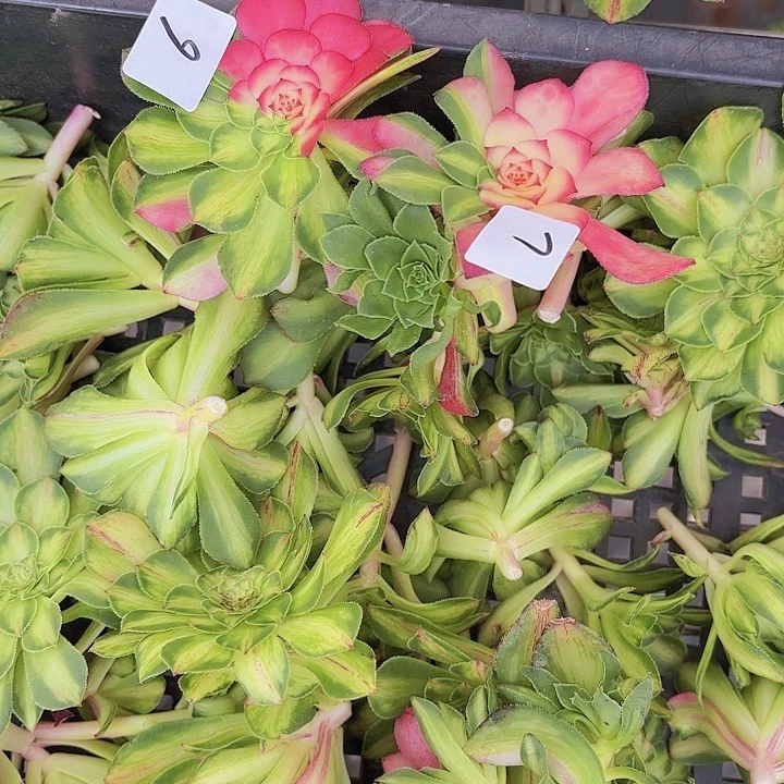 夕*6-7多肉植物植物无根