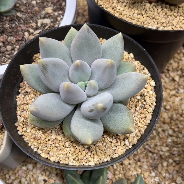 哥特萝莉 夏鸣园艺