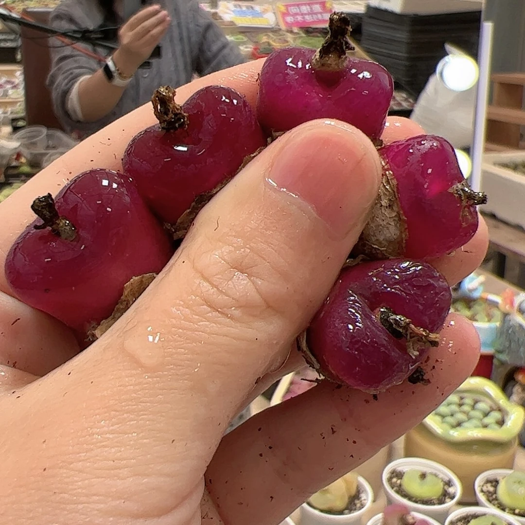 【闪购商品】161 车厘子x5