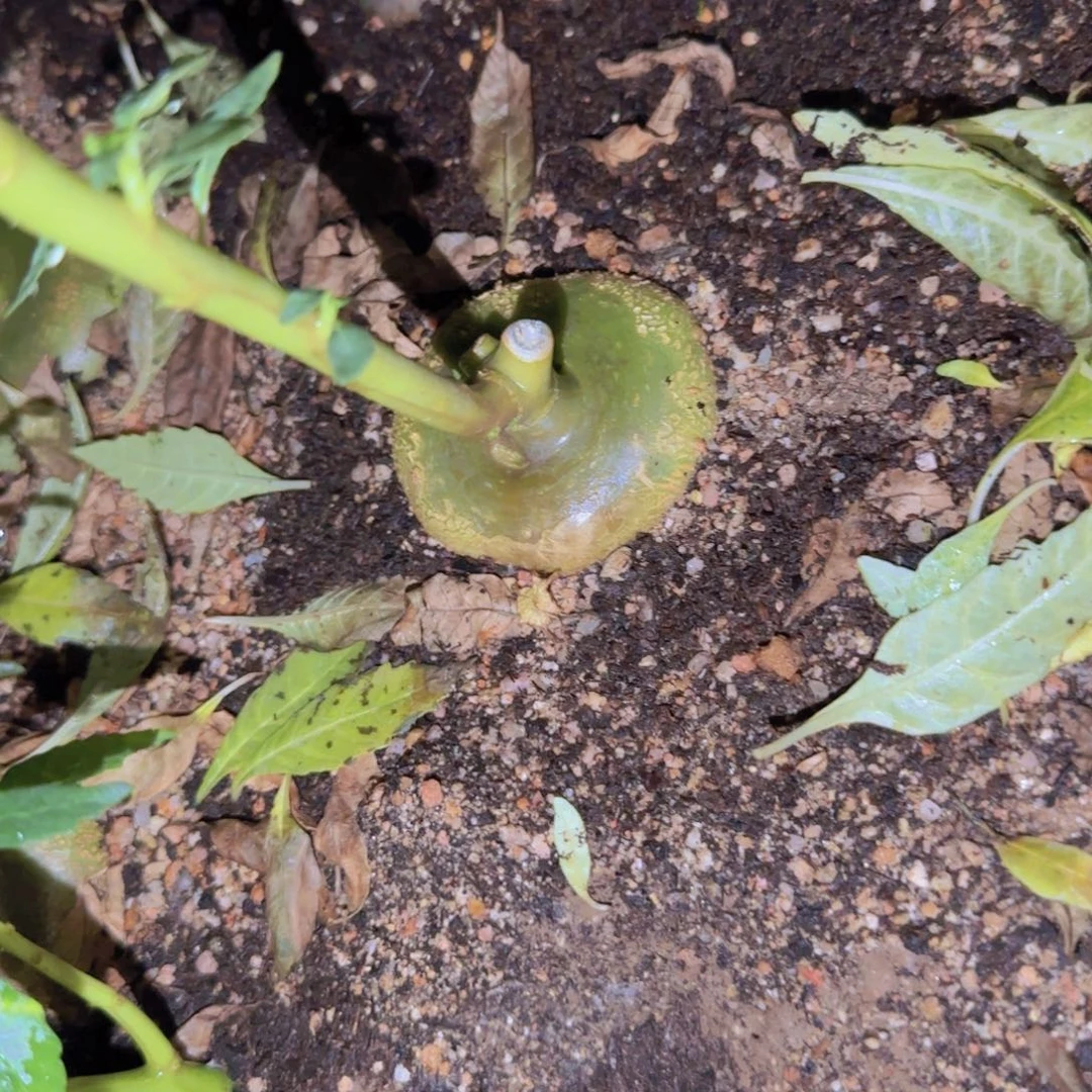 @*金块根植物块根植物