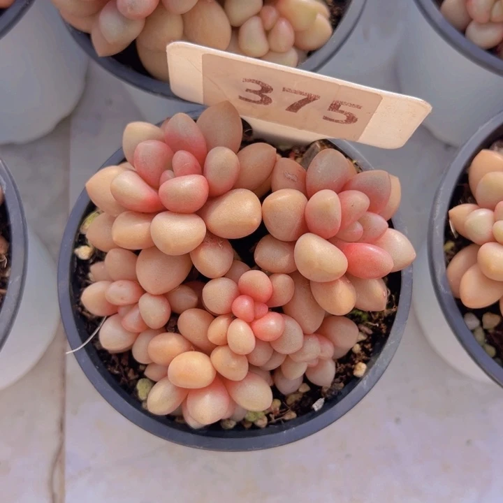 健健康康平平安安