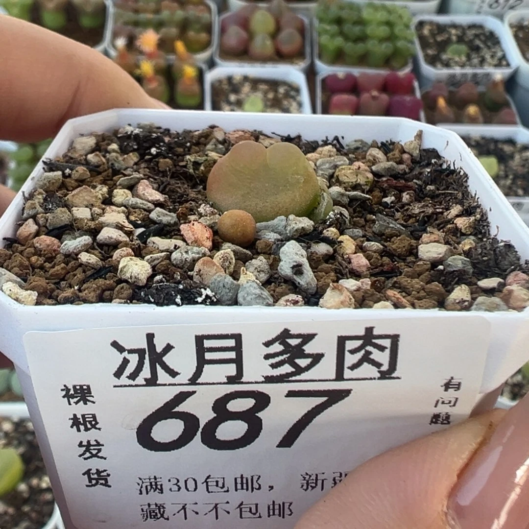 687拉登带盆土发货