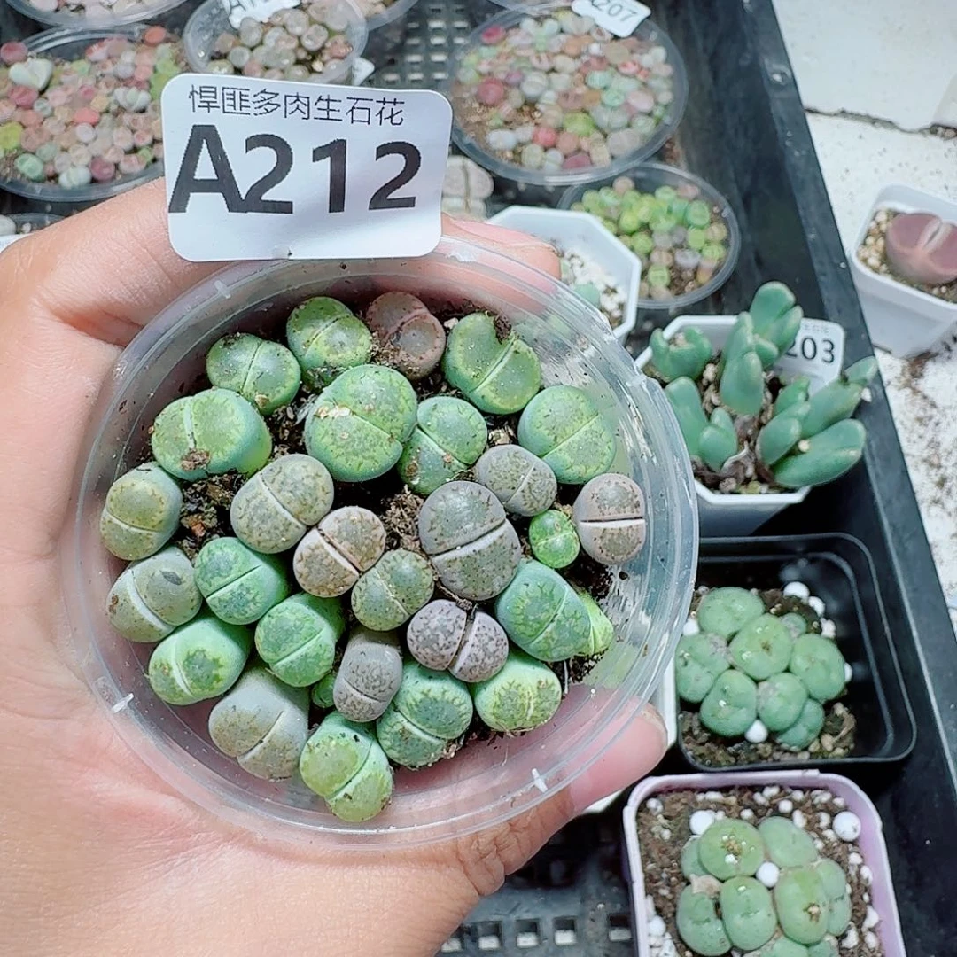 212多肉植物多肉植物