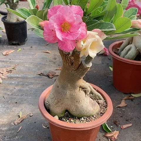 【闪购商品】无花朵年**余