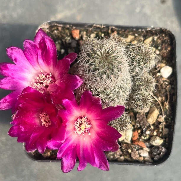 长毛沟宝山自根实拍大小参考盆口径6.8cm