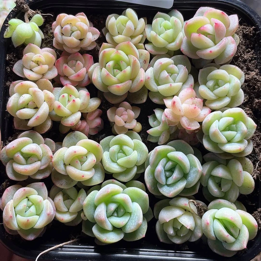 珍妮混cz一物一拍200