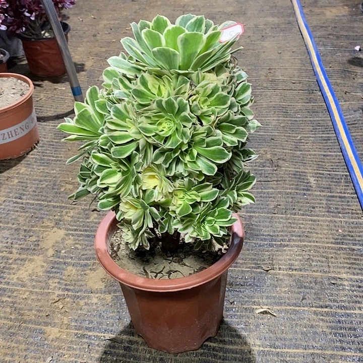 5，燕凝1346789000000