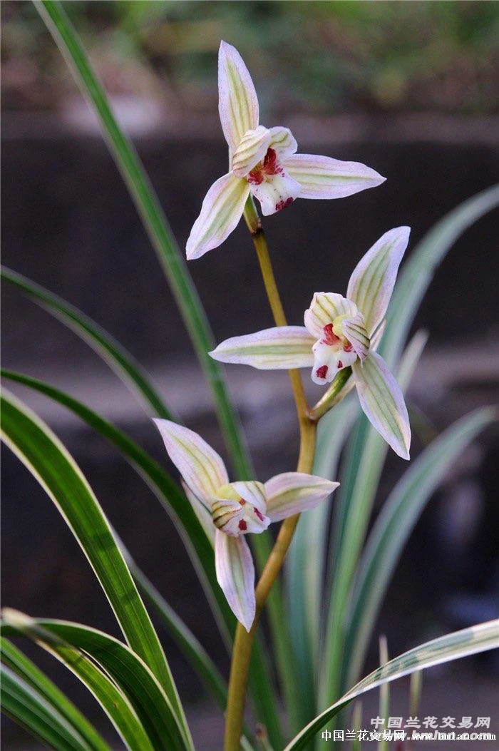 翠晶红轮-莲瓣兰艺草组培苗-硬化2年-连体2苗-人工种植科技