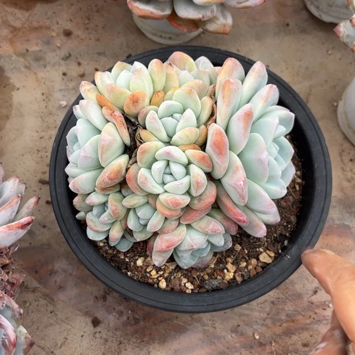 么****哈哈哈哈哈哈哈哈哈286