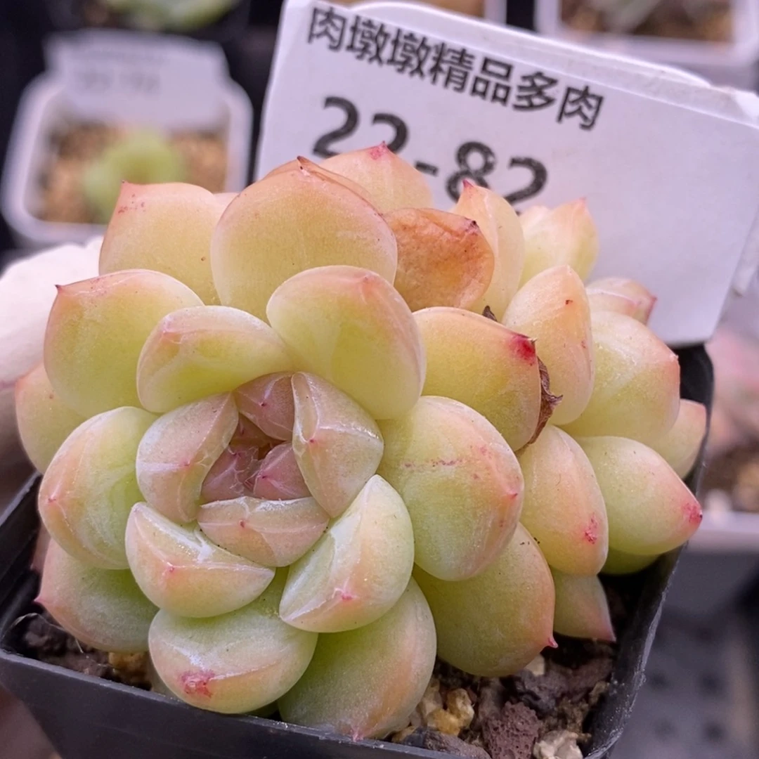 【闪购商品】22-82