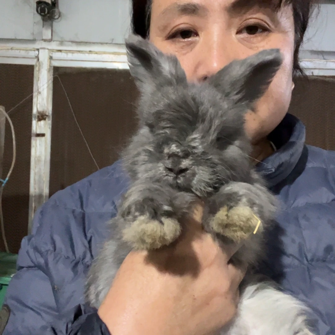 宠物兔英系安哥拉兔