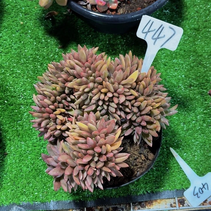 小***n丽娟花卉赫菲缀化