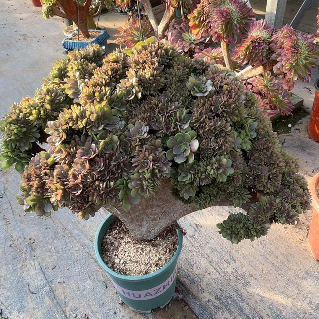 【闪购商品】全部花朵万圣节