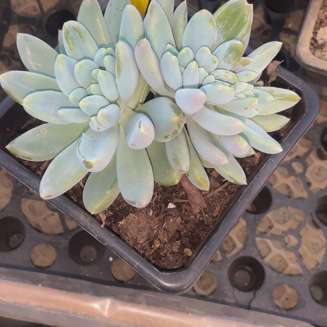 潇**族0340下午多肉植物群生