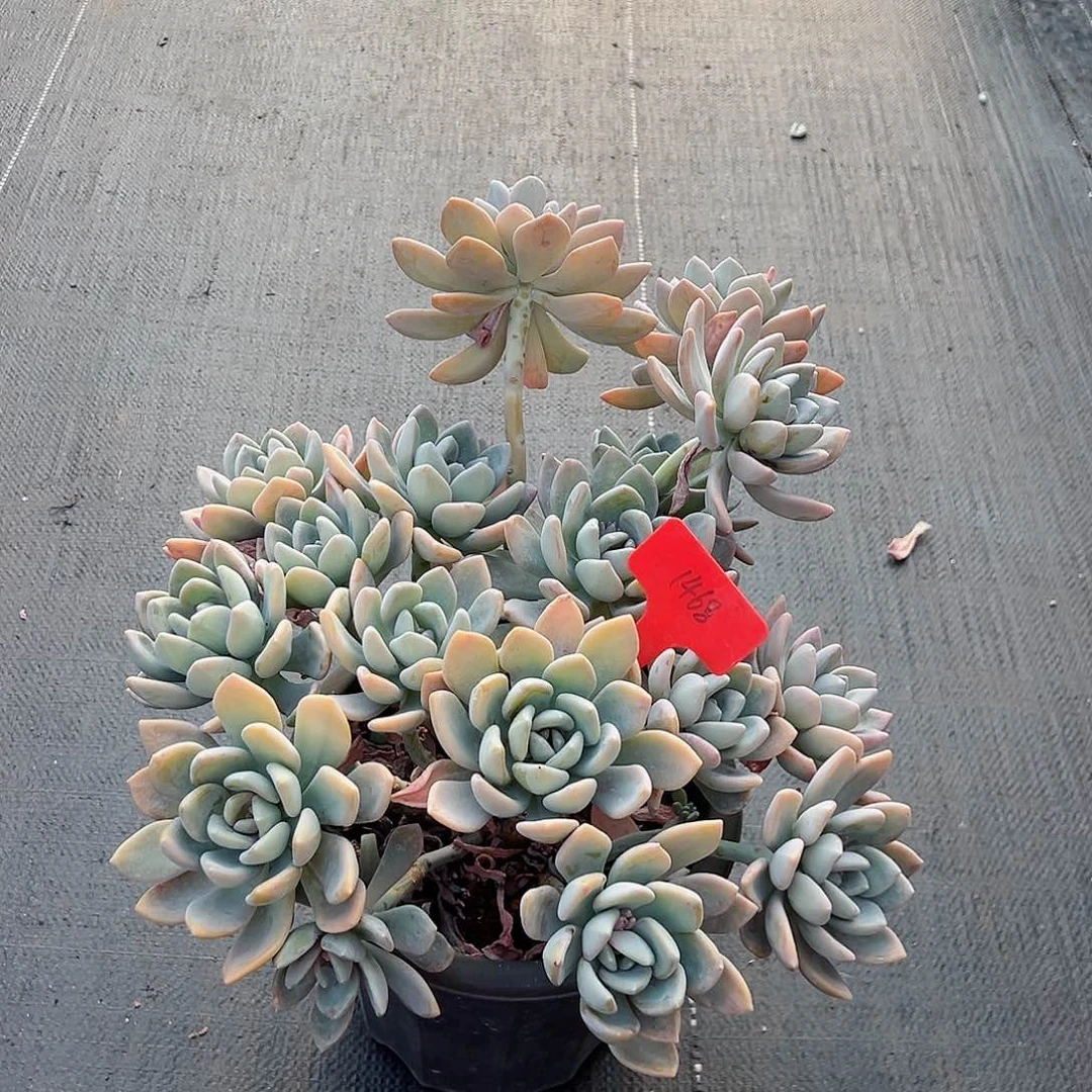 ৡ****1468冬美人多肉植物