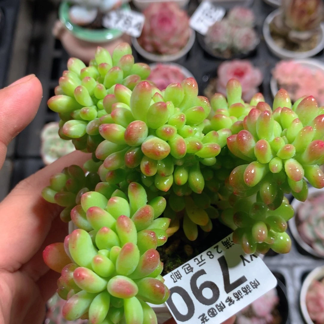 5CM拇指盆精控多肉YY790