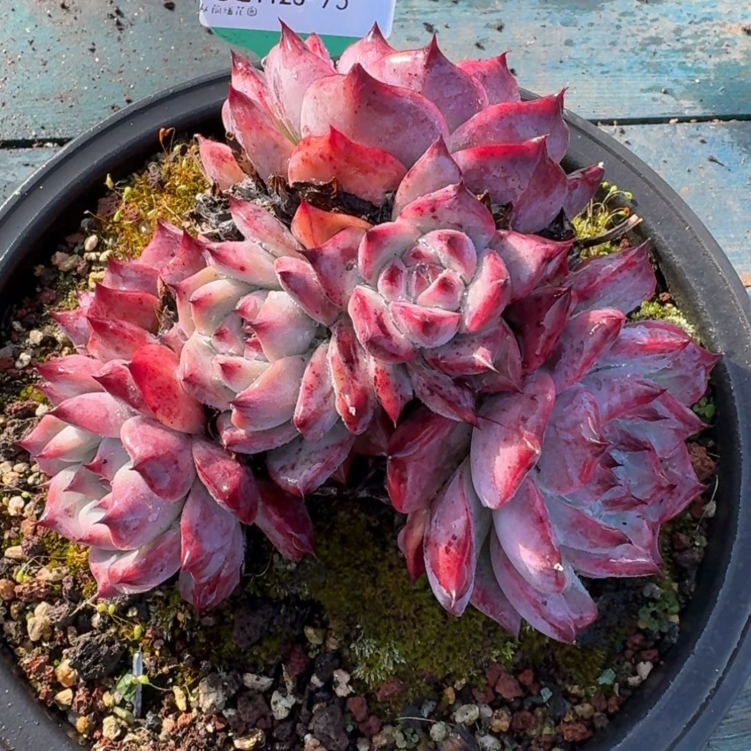 从前慢花园多肉编号1123.75