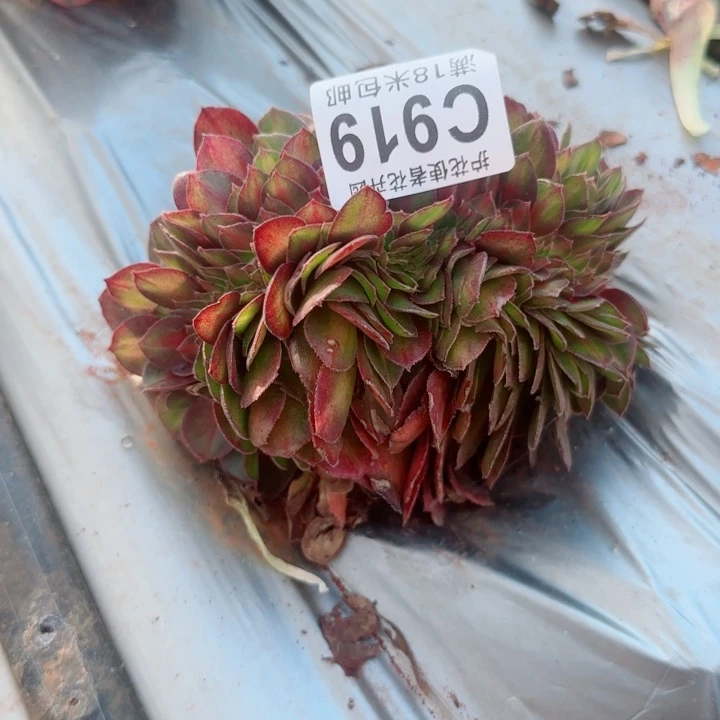多肉 抹茶缀化多肉法师植物