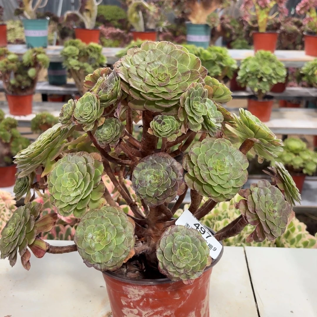 497花月夜多肉植物法师