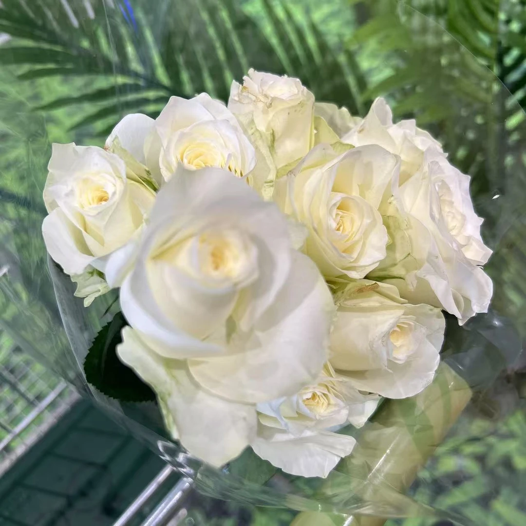 【银座优选】骄傲玫瑰10支+苏菲宝贝（多头玫瑰）5支新鲜鲜花大仓yzyc