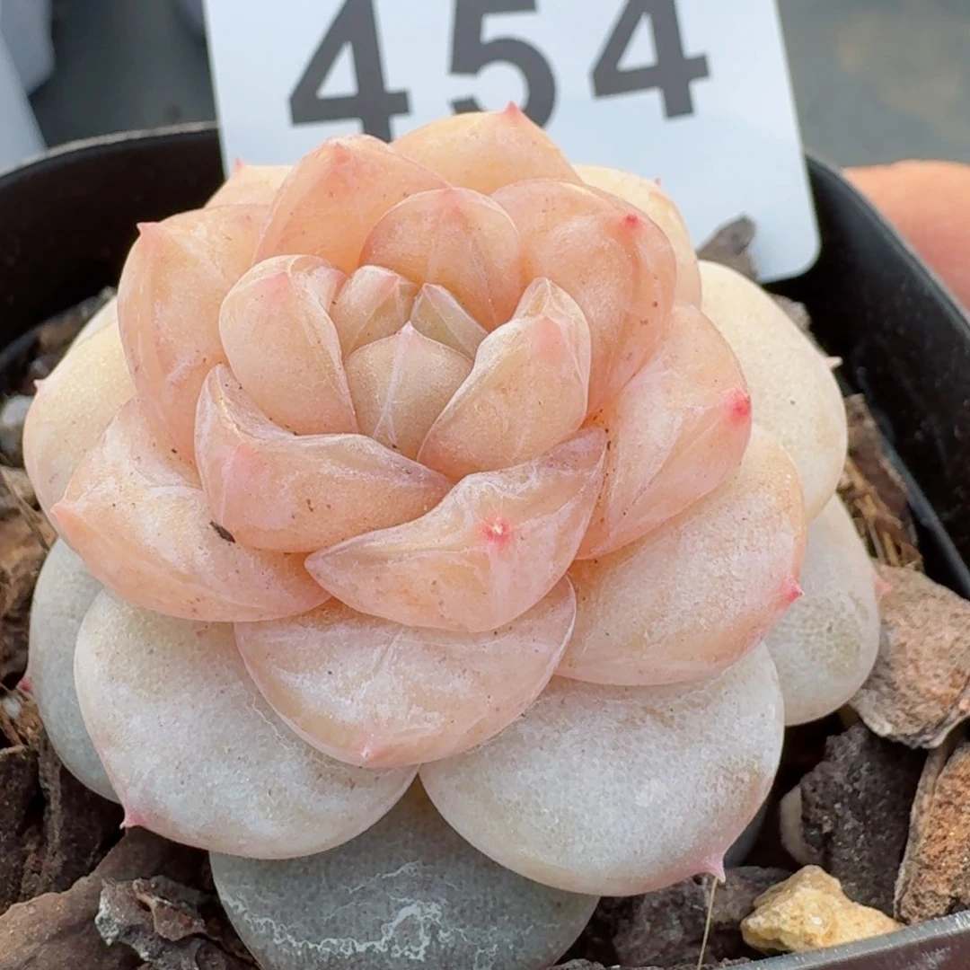 桃乐乐         精品多肉