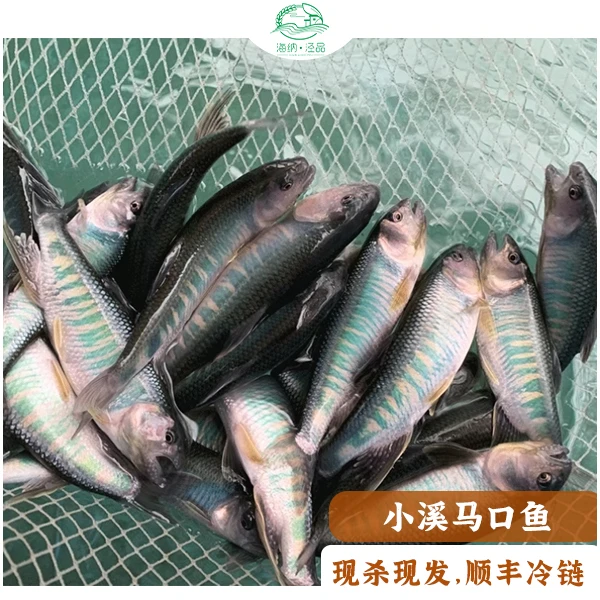 小溪马口鱼山涧溪流正宗美味纯天然无污染（仅限线上销售）