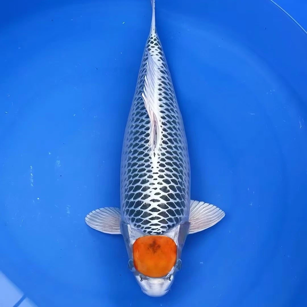 丹顶孔雀活体冷水观赏鱼好养耐活