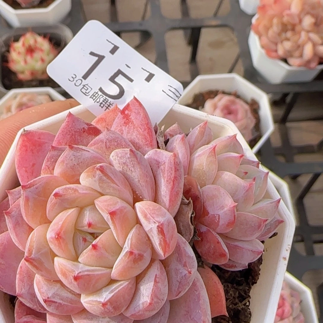 糖心一颗脱土发货的